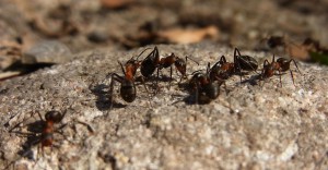 Taller de formigues