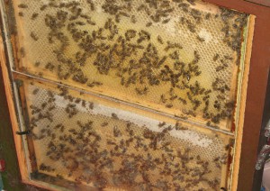 Taller d'abelles